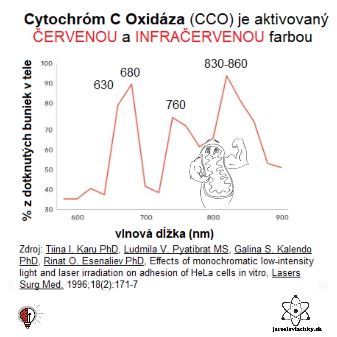 Tiina Karu Štúdia cytochrom C oxidaza aktivovaný červeným a infračerveným svetlom